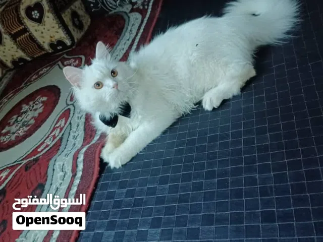 قط شيرازي. ابيض