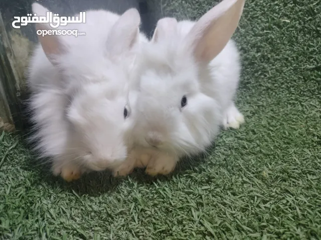 ارنب وش اسد جميع الاعمار في حلوان كلمني واتس
