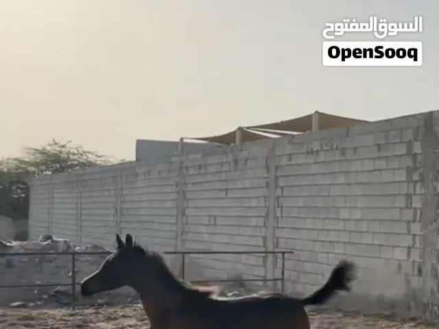 للبيع فلو واهو