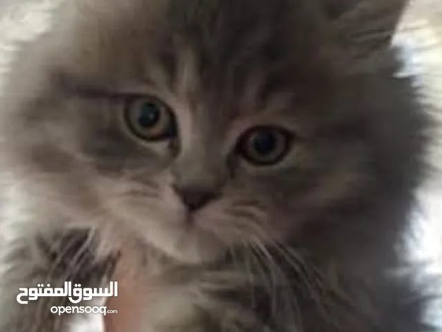 قطط همالايا لينكس بسعر رمزي ومستواهم عالي