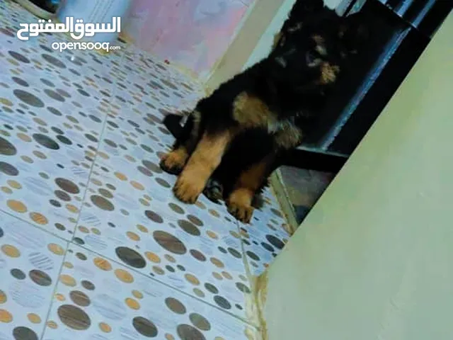 ذكر عمر شهرين