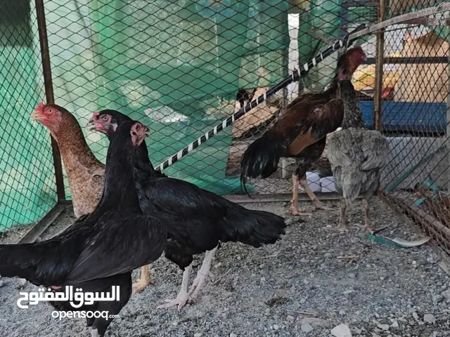 للبيع دياي باكستاني منتج