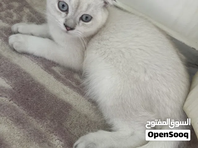 قطط للبيع  صغار اربع شهور