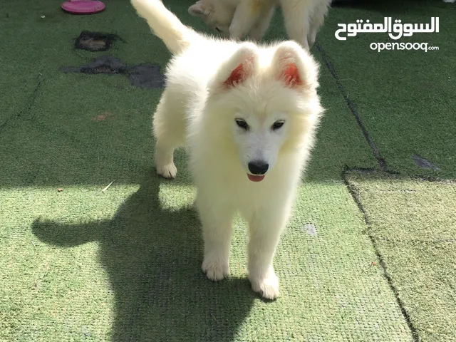 بودل -Samoyed puppy male and female + Poodle