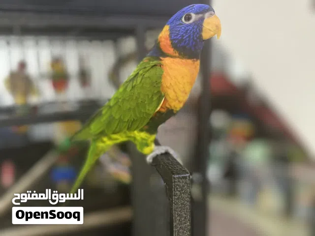 لوري أليف 6 شهور