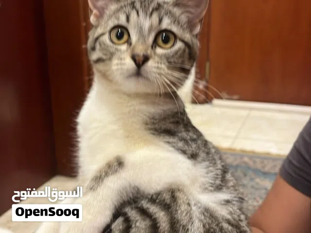 قطط تبني )شرط التبني اي اثنين مع بعض)  اذا تبغى الام كلمني نوعها سكوتش فولد  رمادي