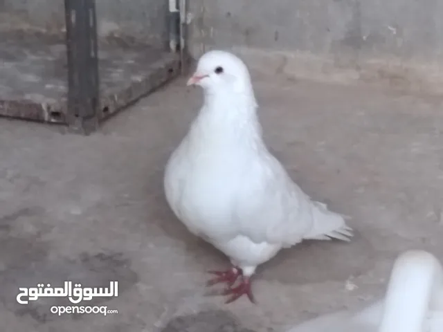 حمام لاحم حجم سوبر