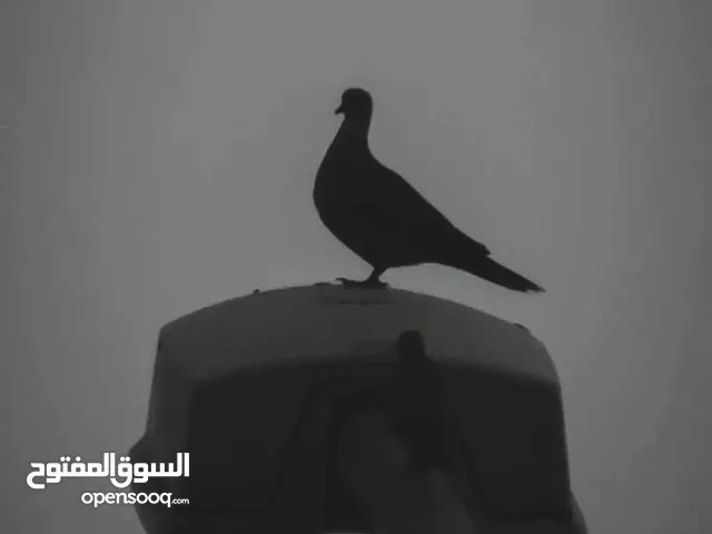 اريد محل الايجار