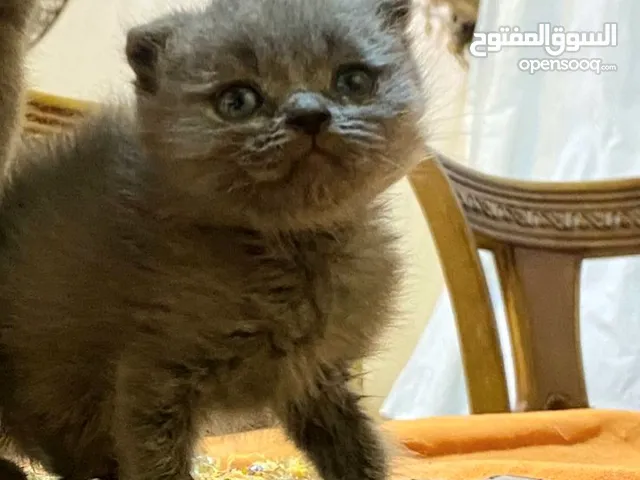 كتن انثى سكوتش عمر 50 يوم مع امها الثنتين بسعر الصغيره
