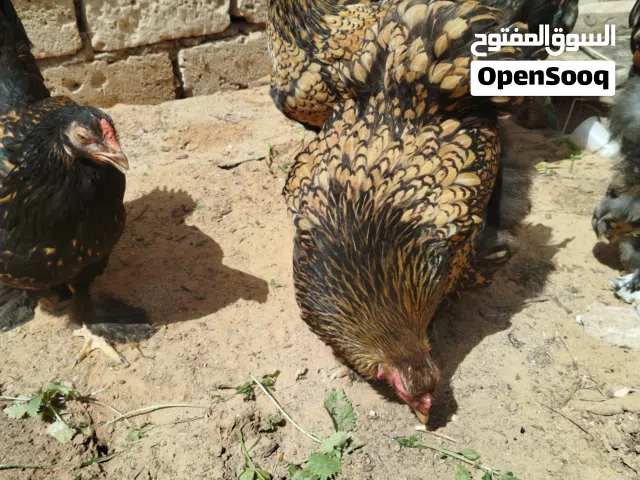 دجاج براهما سبرايت احمر (ذهبي) اقرأ الوصف