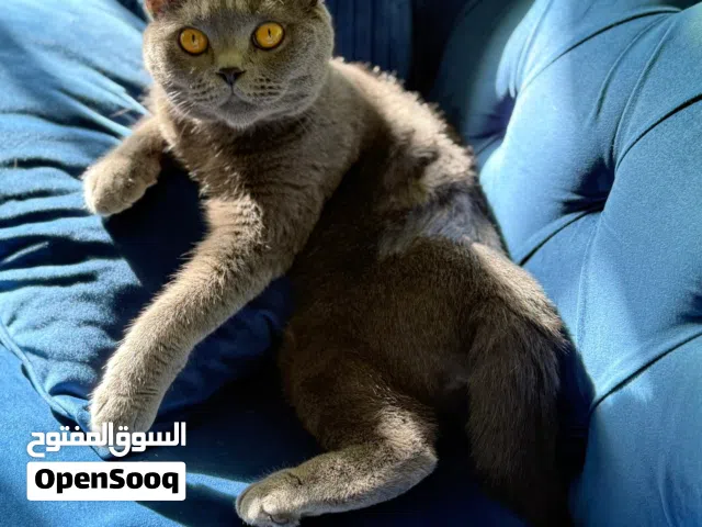 قط بريطاني للبيع