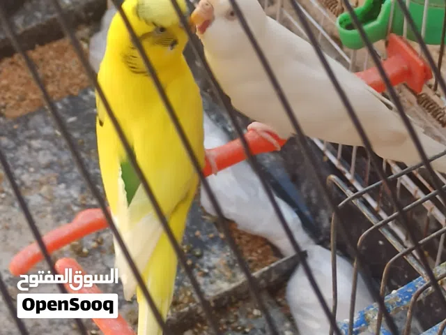 كوبيه مصوقره وزوز ايناثي بسعر حرق