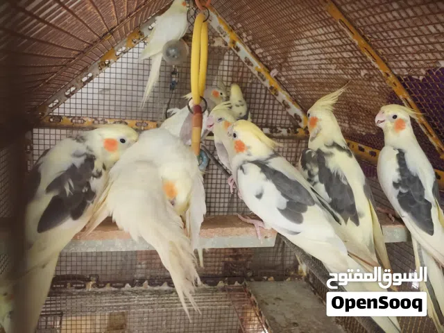 كوكتيل حلوات