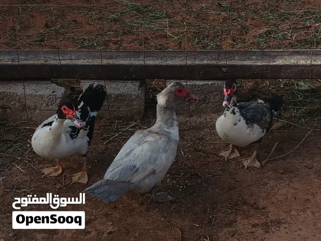 يلي يفهم في البط يقولي هادم دكوره وله نتيات