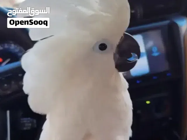 فرخ كوكاتو امبريلا