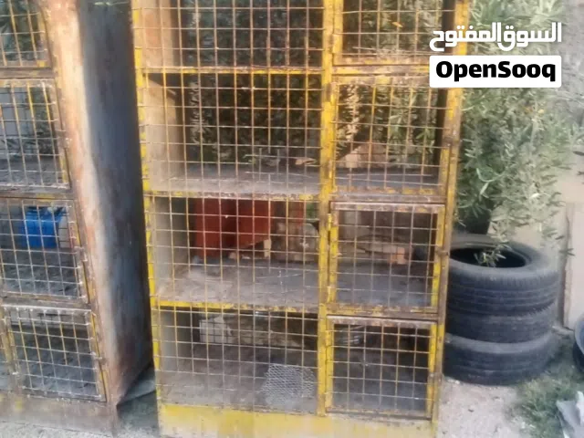قنون حمام للبيع
