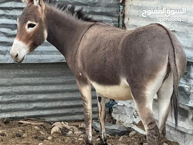 حمارة عربية، هادية جدا جدا