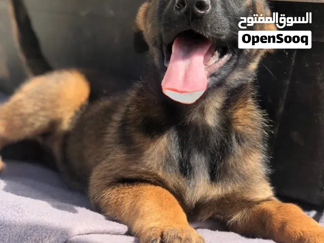 راعي البلجيكي ..متاح جراء بلجم مالينو للحراسه مستوى عالي ذكور واناث..مع جميع المطاعيم
