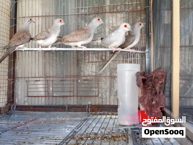 مخاليف حمام ماسي للبيع صحه ونضافه ميه بالميه اصلي عنايه كامله  +جوز حمام ماسي مع فراخو ب 20دينار