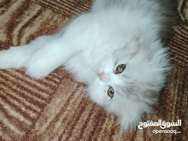 قطة سكوتش فولد ذكر أطراف قصيرة