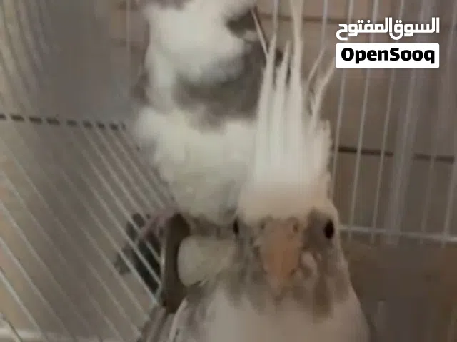 زوج كوكتيل أمرليد النادر