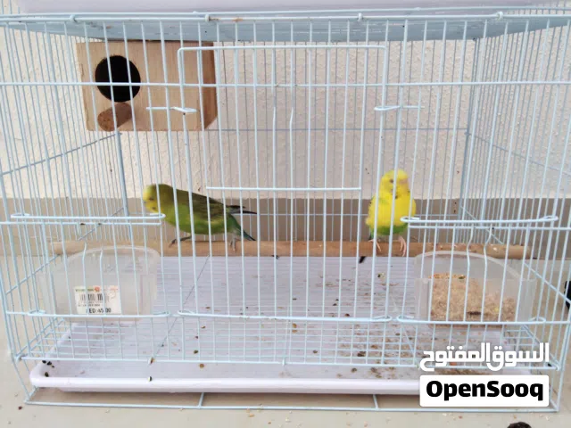 طيور بادجي للبيع انثى وذكر