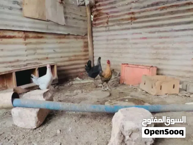 ديج ودجاجات عرب