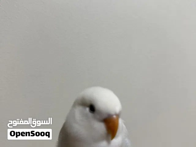 للبيع طير لاف بيرد اليف وهدد