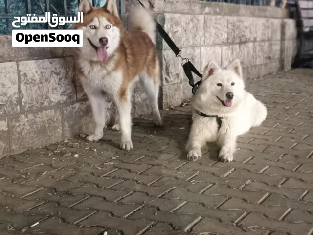 هاسكي شوكلت وهاسكي ابيض نضافه كامل ولعوبات