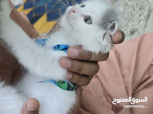 Himalayan kitten Blue Eyes Fluffy Coat Active & playful