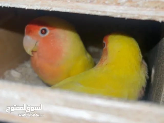 طيور لوف بيرد