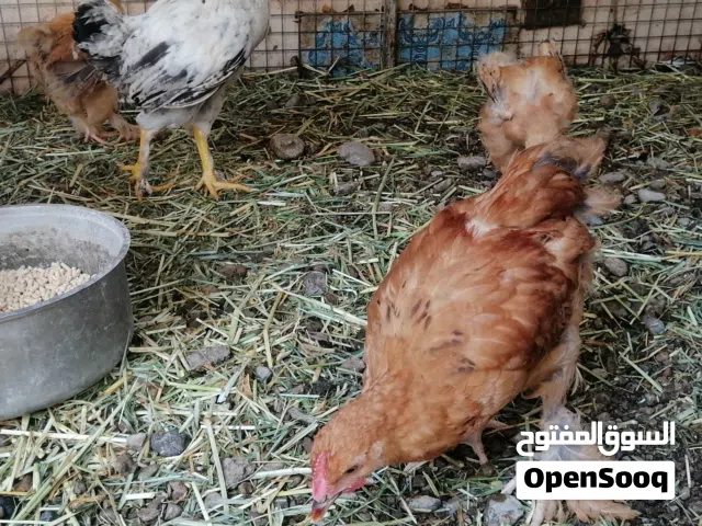 للبيع فروخ دجاج لكوشن لعملاق ماشاء الله شي اصل وشي تهجين اقرا الاستماره