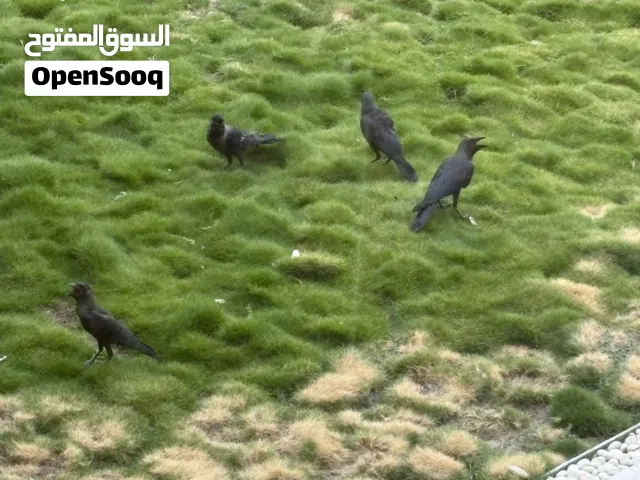 محتاجً شخصً يصيد هل 4 غربان