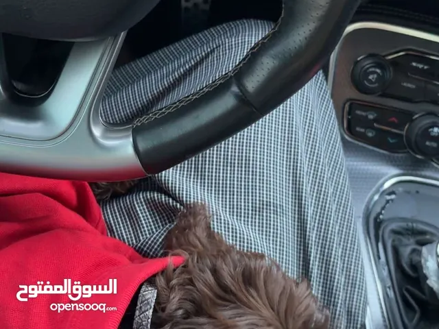مني بودل Mini poodle dog