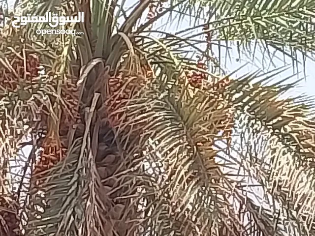 3خصاب+1خنيزي+هلالي +1خصاب مجاني فرصه لصاب البوش ملاحظه وحدها نخله وحدها طويلة