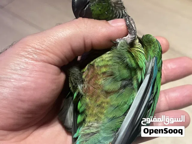 كونيور اخضر