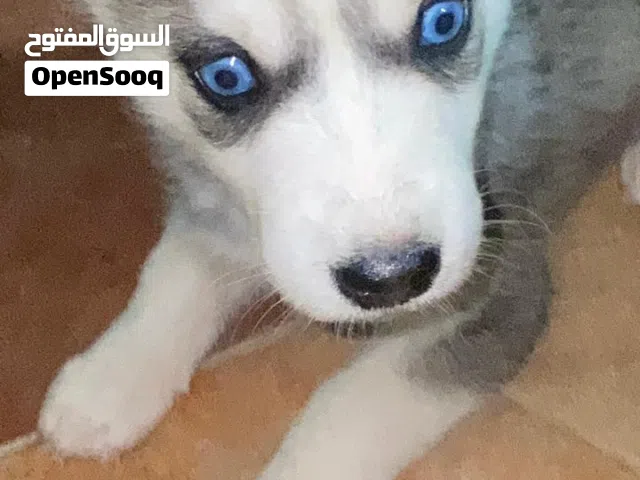 جراء سيبيريان هاسكي  Sybarian husky puppy's for sale