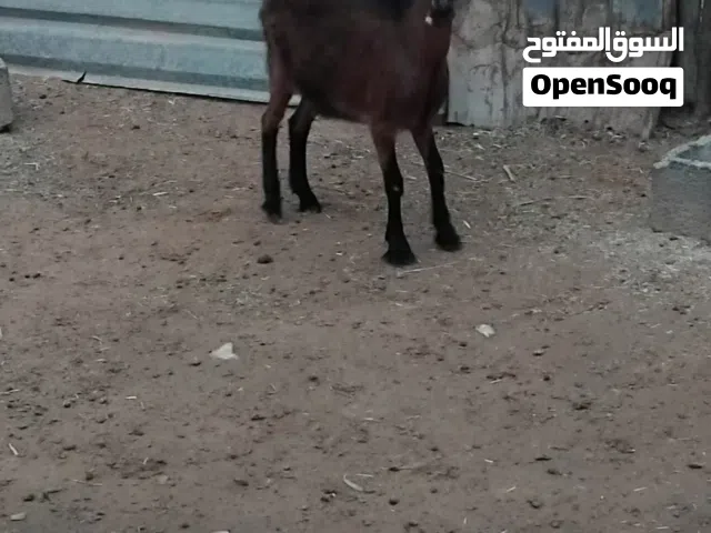 عناق الالبين فرنسي