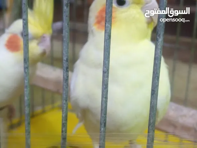 جوز كوكتيل لاتيني منتج للبيع