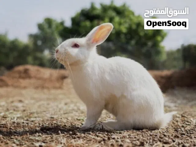 ارانب البيع العدد 3