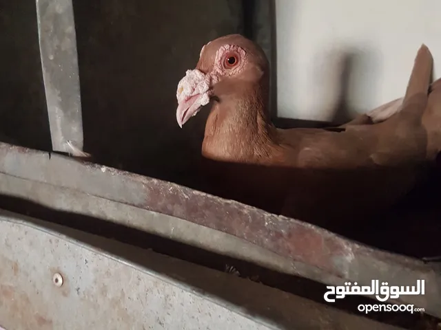 حمام مجاري رفع لون أصفر شي حلو كتير نوعية مرتبة