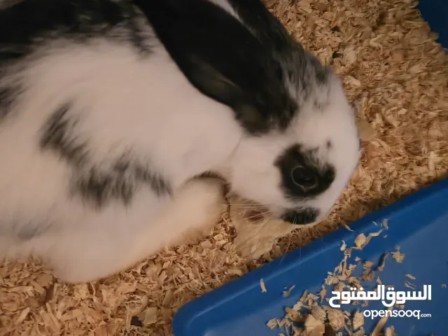 two male and female rabbits