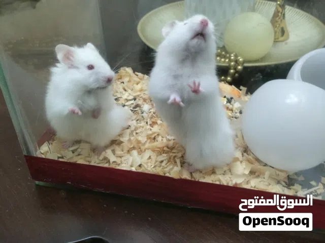 هامستر لون البيض للبيع مع كل أغراضه