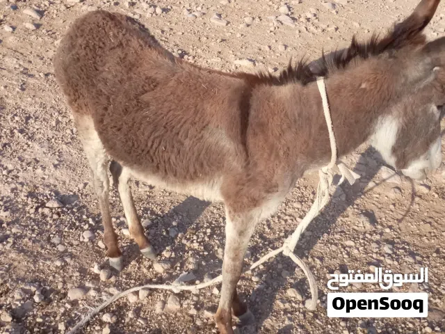 جحش غنم وركوب