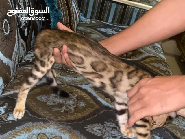 قط بنغال لعوب جدا وذكي جدا  بيعه مستعجله