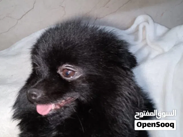 Female Pomeranian - بوميرينيان انثى