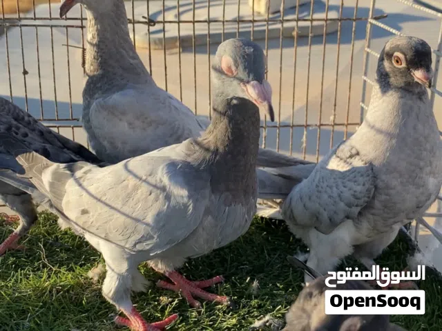 ثمن فراخ جاهزات للكرش