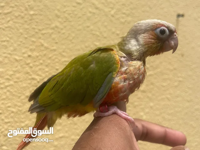 Pineapple conure red factor baby for sale