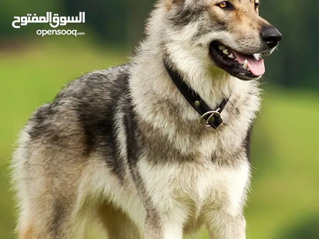 جراء ولف دوق