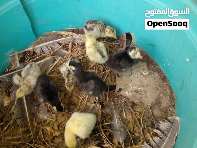 فسيفس مع كتاكيت فسيفس للبيع